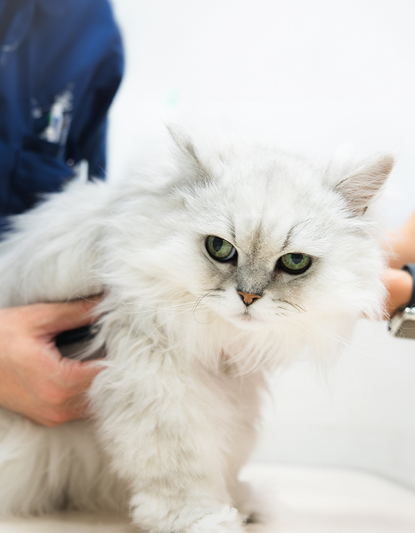 猫に聴診器を当てている写真